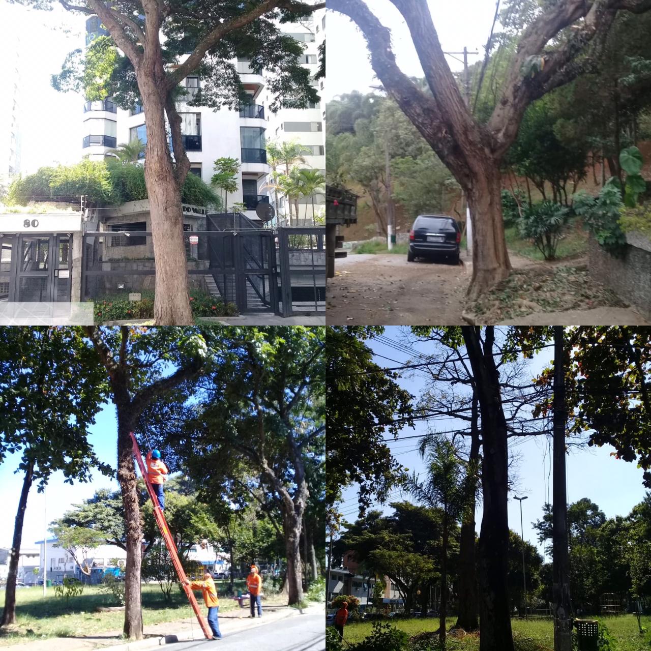 Quatro imagens montadas em um único arquivo com serviços de podas em destaque 